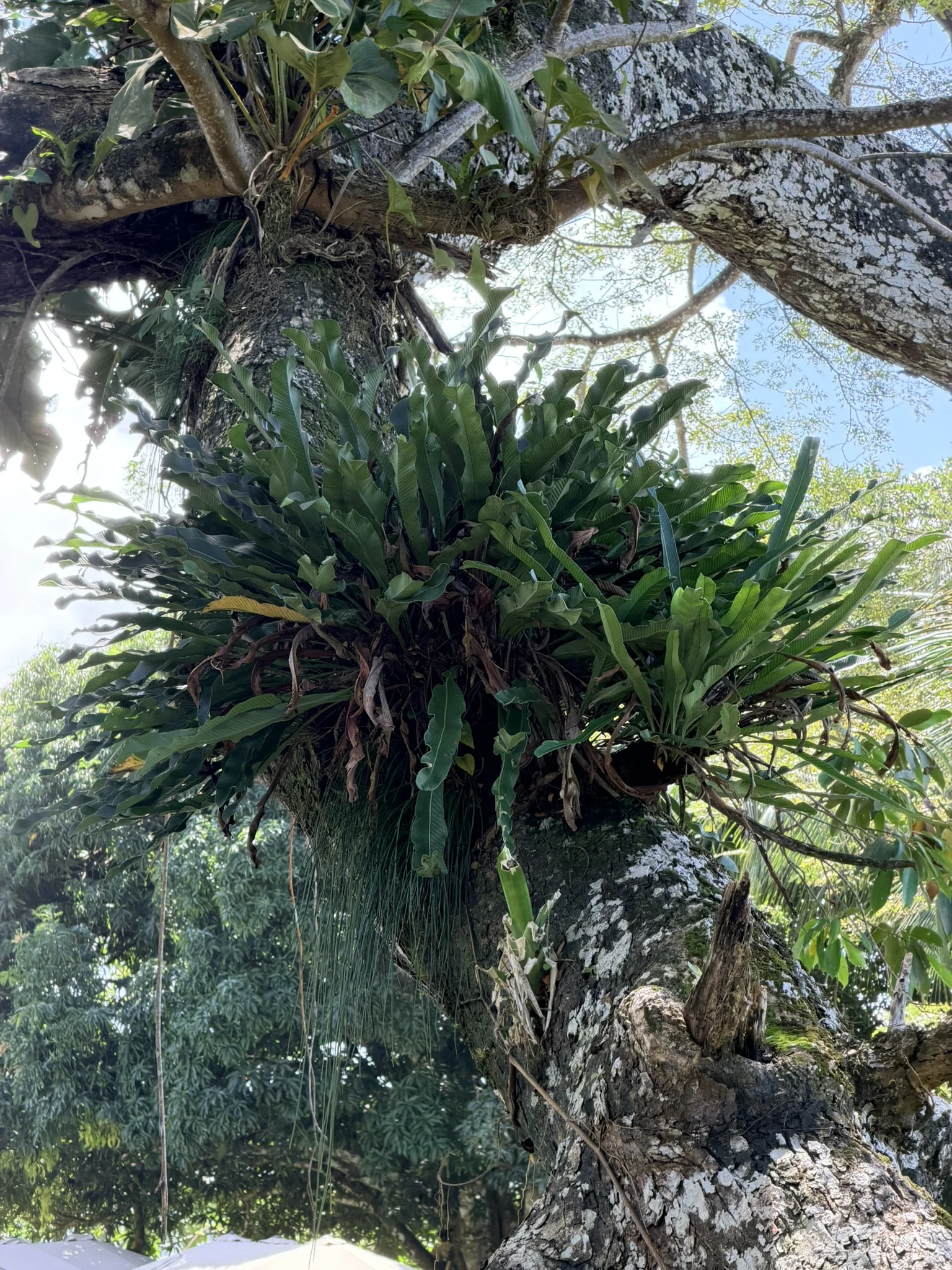 Fort San Lorenzo - 10